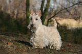 SCOTTISH TERRIER 008